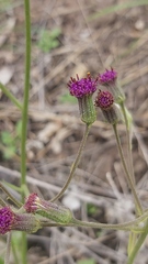 Senecio variabilis