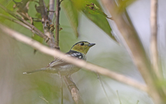 Pachyramphus versicolor