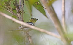 Pachyramphus versicolor