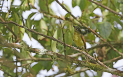 Pachyramphus versicolor