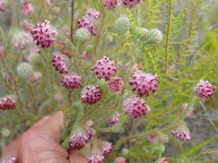 Erica barbigeroides