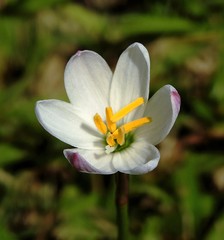 Zephyranthes minima