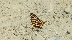 Cigaritis lohita
