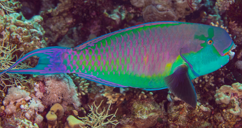 Heavybeak Parrotfish
