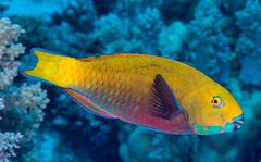 Heavybeak Parrotfish photo 3
