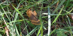 Lemonia dumi