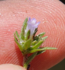 Microcodon glomeratus