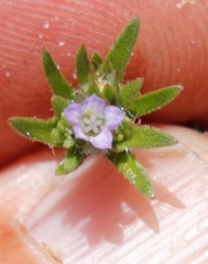 Microcodon glomeratus