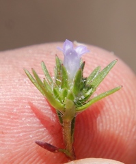 Microcodon glomeratus
