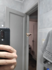 Lepidoptera