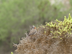 Zonotrichia capensis antofagastae