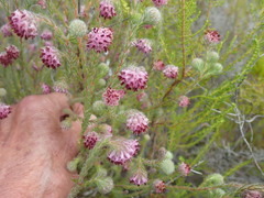 Erica barbigeroides