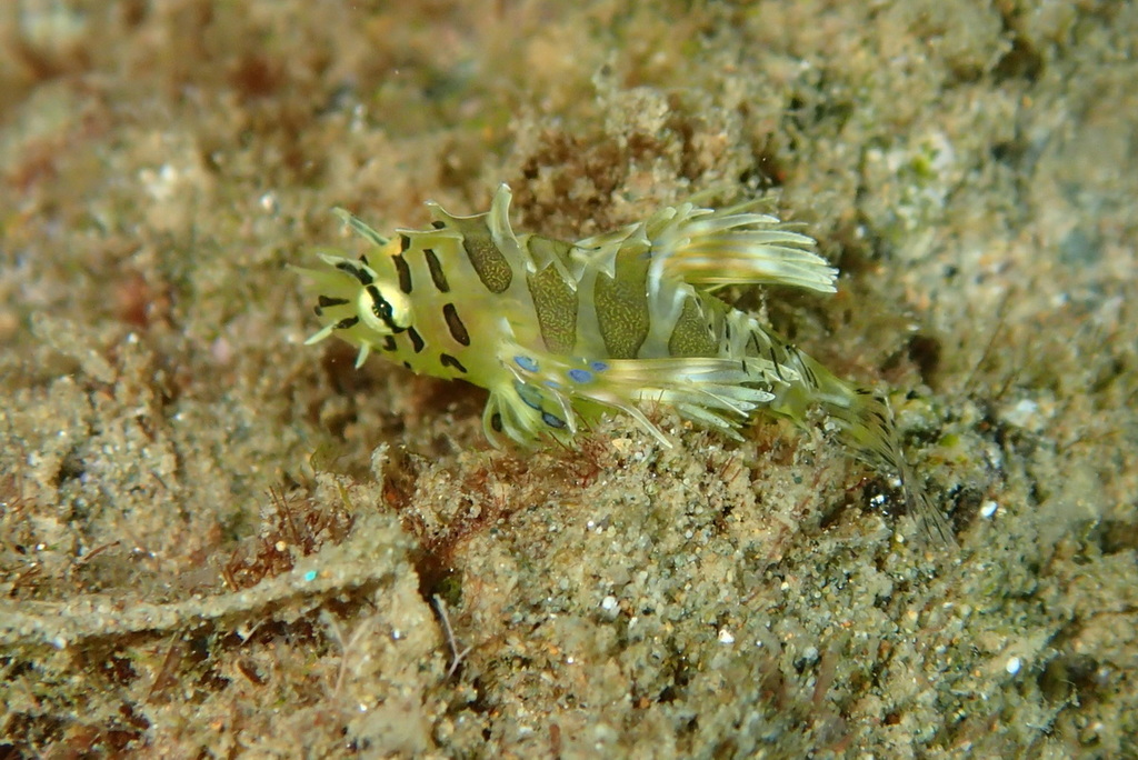 Photo of Clearfin lionfish (Pterois radiata)