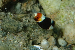 Plectorhinchus vittatus