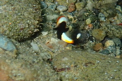 Plectorhinchus vittatus
