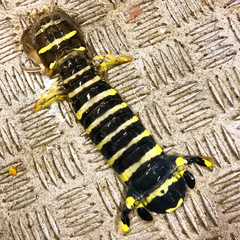 Lysiosquillina maculata