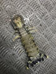 Lysiosquillina maculata