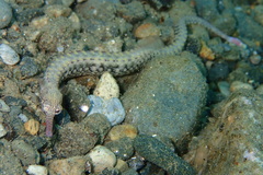 Corythoichthys haematopterus