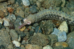 Corythoichthys haematopterus