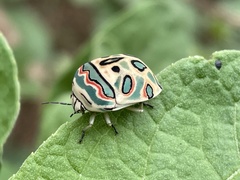 Sphaerocoris annulus