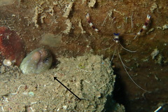 Gymnothorax undulatus