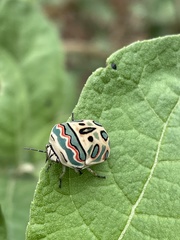 Sphaerocoris annulus