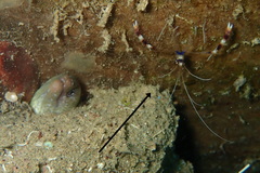Stenopus hispidus