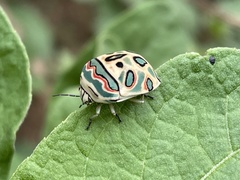 Sphaerocoris annulus