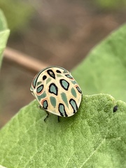 Sphaerocoris annulus