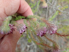Erica barbigeroides