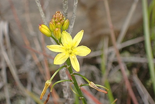 Image of Bulbine audreyae by no rights reserved