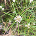 Westringia cephalantha - Photo (c) Ursina Gringer, algunos derechos reservados (CC BY), subido por Ursina Gringer