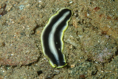 Pseudoceros paralaticlavus
