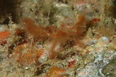 Achaeus japonicus