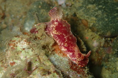 Ceratosoma tenue