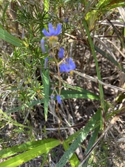 Dianella caerulea producta