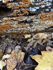 Botryobasidium simile