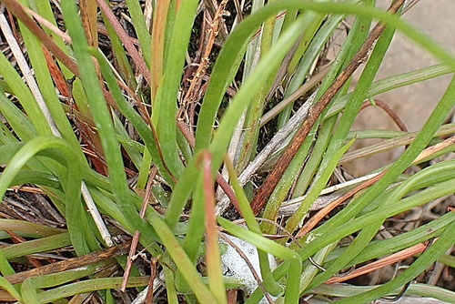 Bulbine audreyae