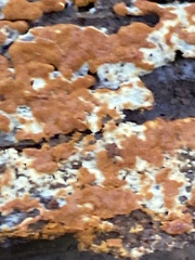 Botryobasidium simile