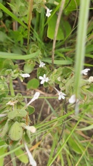 Dyschoriste burchellii