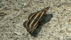 Neptis pseudovikasi