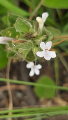 Dyschoriste burchellii