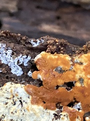 Botryobasidium simile