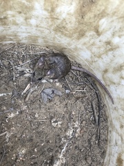 Peromyscus californicus