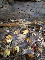 Botryobasidium simile