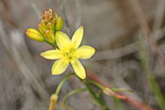 Bulbine audreyae
