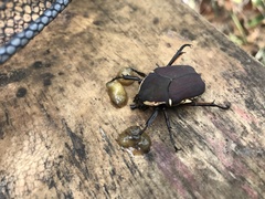 Allorrhina menetriesi
