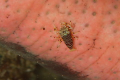 Gnathophyllum americanum