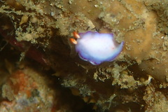 Nudibranchia