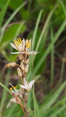 Chlorophytum saundersiae
